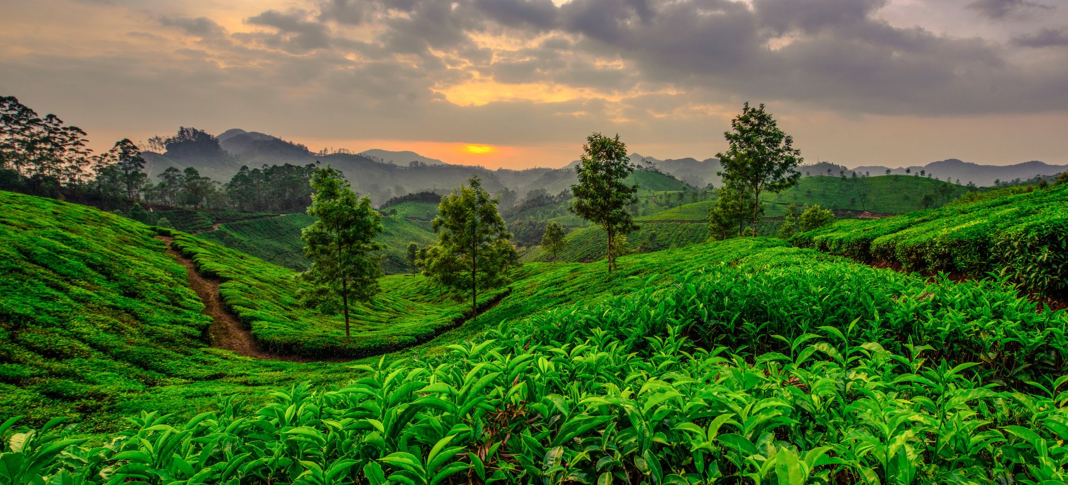 Misty Hills & Coastal Charms