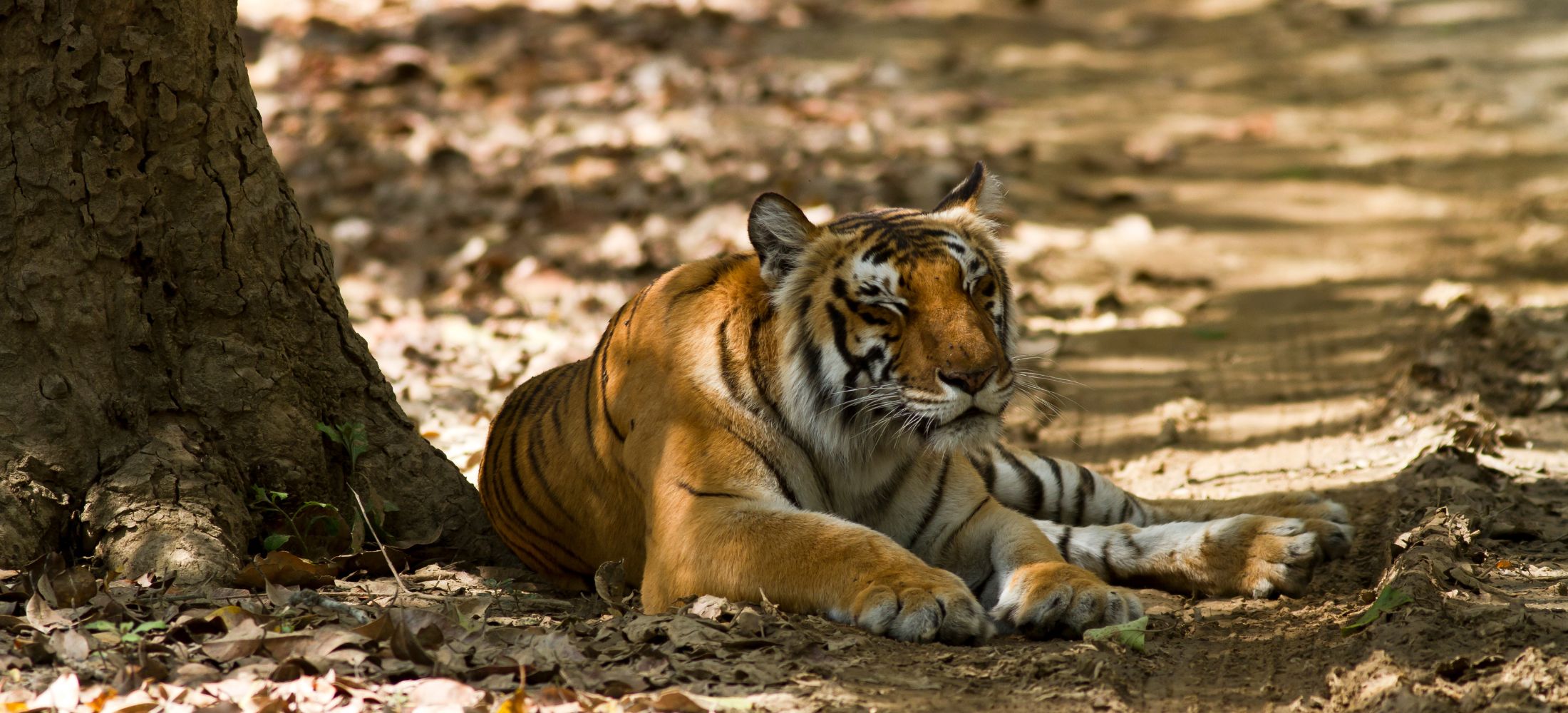 Rajasthan Tour – Wild Heart Escape (2N/3D)