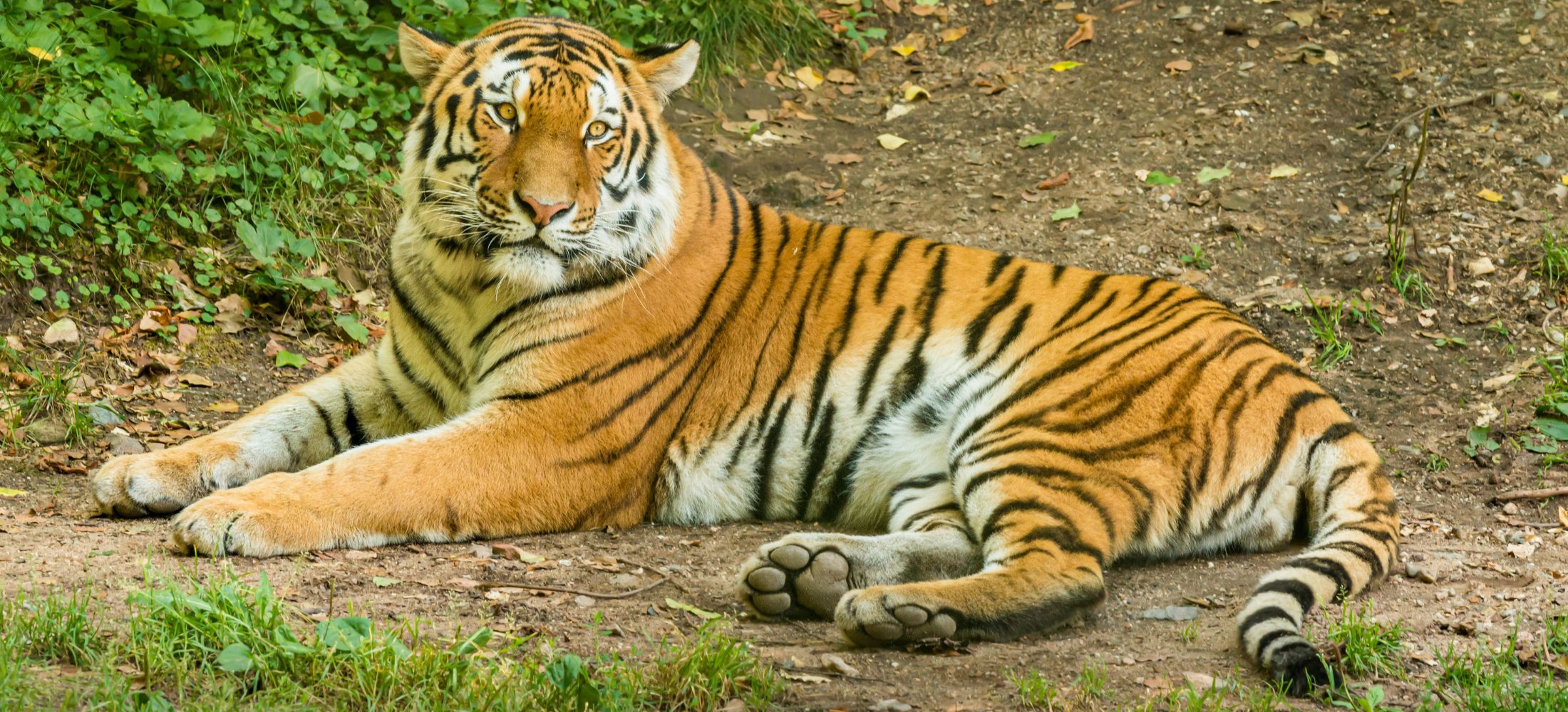 City of Joy to Land of Tigers