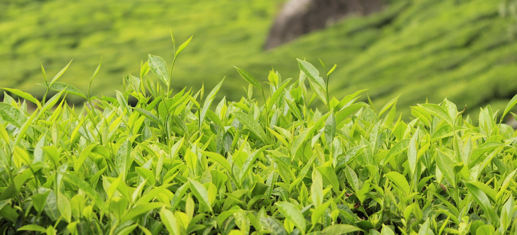 Assam & Meghalaya Discovery