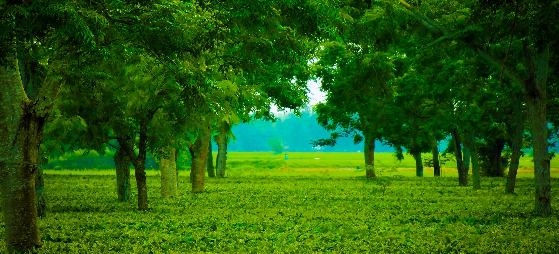 North East Discovery Tour