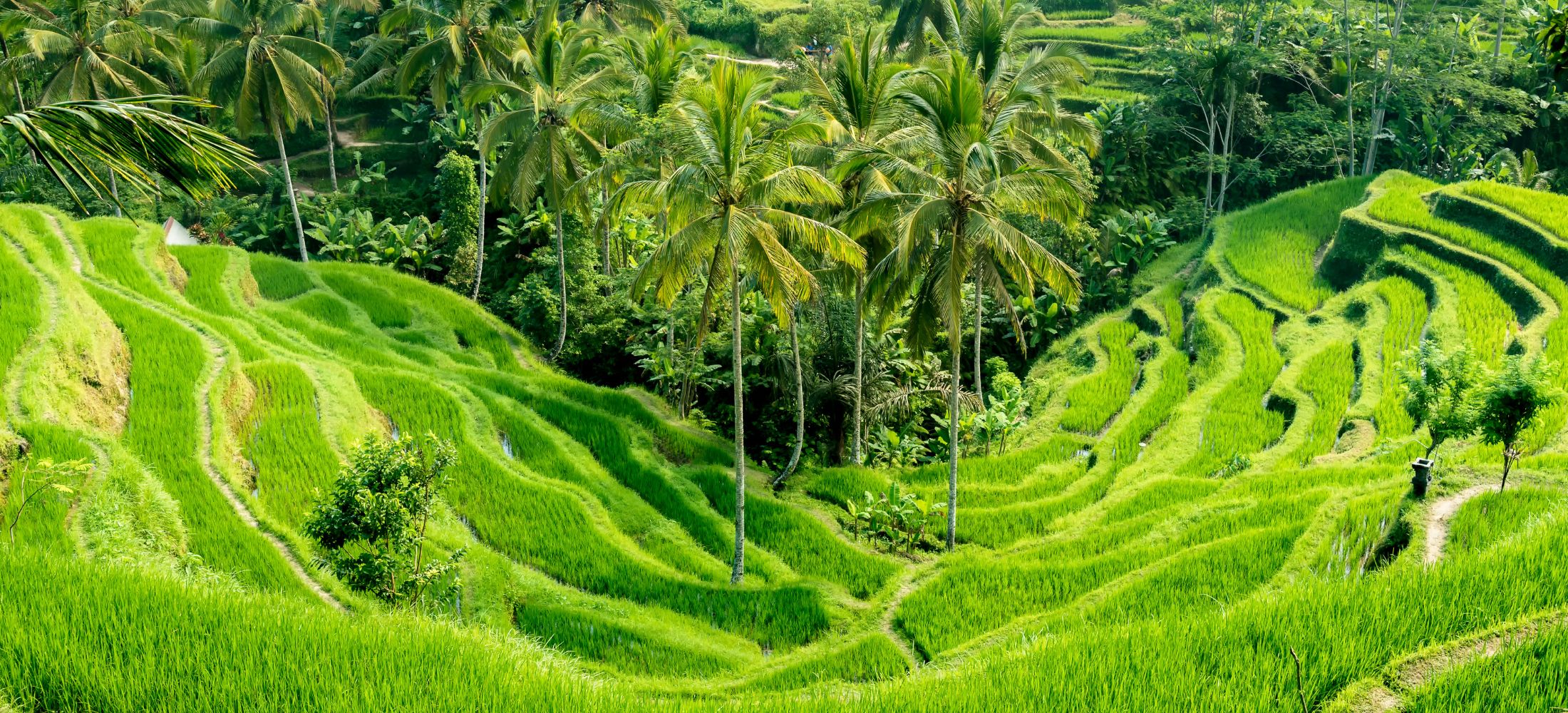 From Kuta Waves to Ubud Wonders