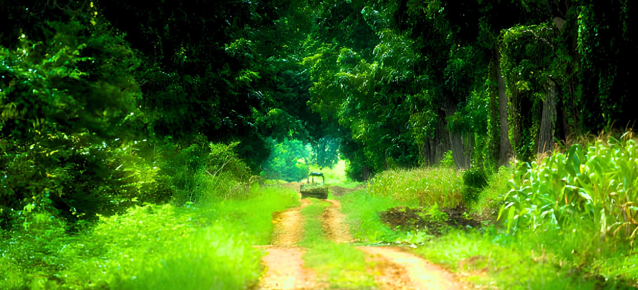 Kabini Adventure & Wildlife Safari